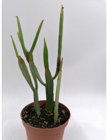 Euphorbia Xylophylloides - pot 10