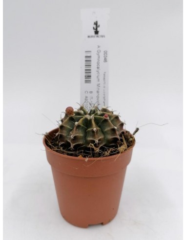 Gymnocalycium Mihanovichii - pot 5,5