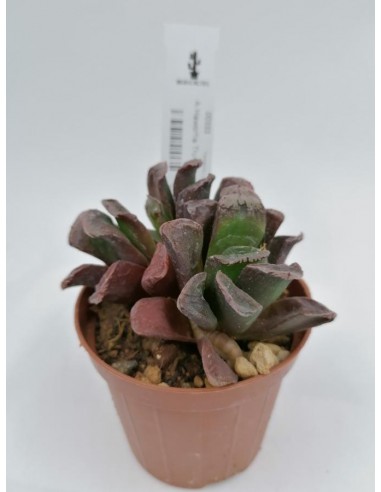 Hawortia Truncata - pot 8