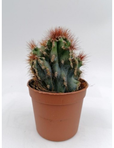 Cereus Peruvianus Monstrose - pot 6,5