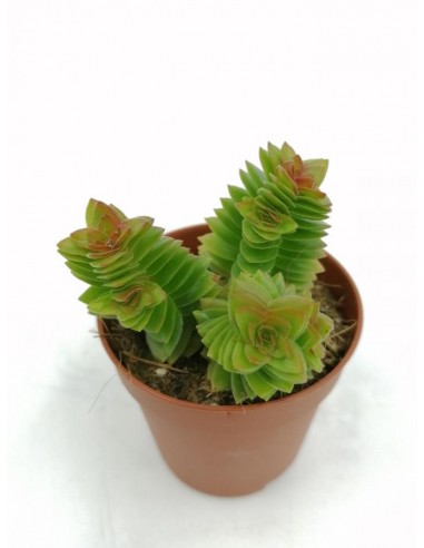 Crassula Estagnol - pot 5,5