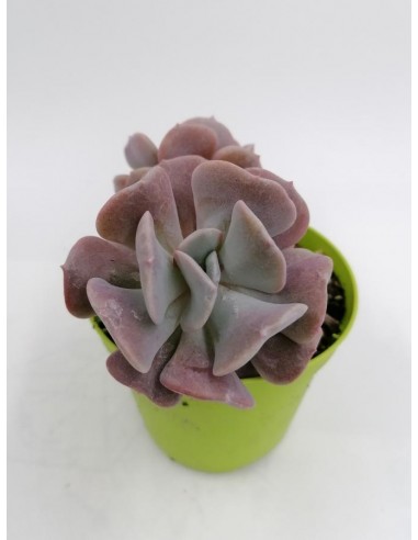 Echeveria Cubic frost - pot 8