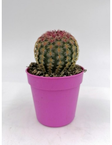 Echinocereus Rigidissimus var. rubrispinus - pot 5,5