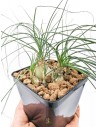 Albuca Humilis - pot 8x8