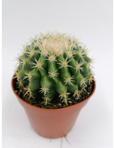Echinocactus Grusonii var. Brevispinus - pot 8