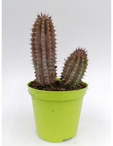 Hoodia Gordonii - pot  8