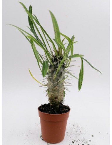 Pachypodium Lamerei - pot 5,5