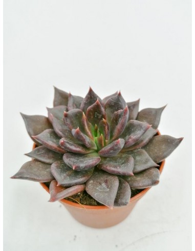 Echeveria Black Prince - pot 6,5