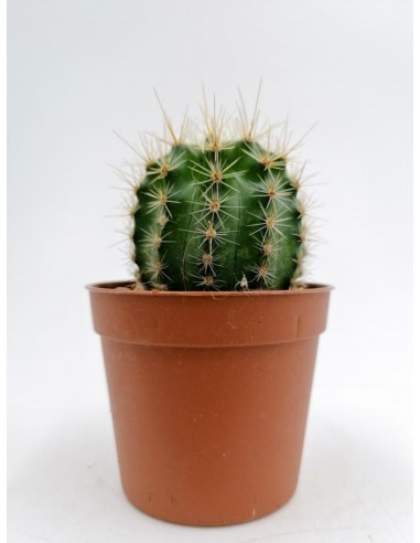 Echinopsis Hybrid Maria Piazza - pot 6,5