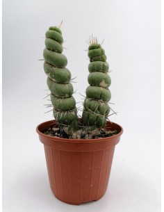 Eulychnia castanea cv. Spiralis - pot 10