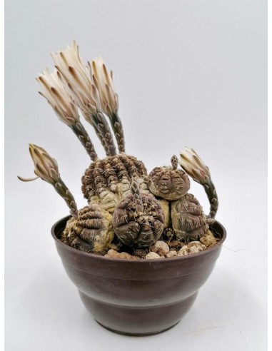 Gymnocalycium Ragonesei - pot 11