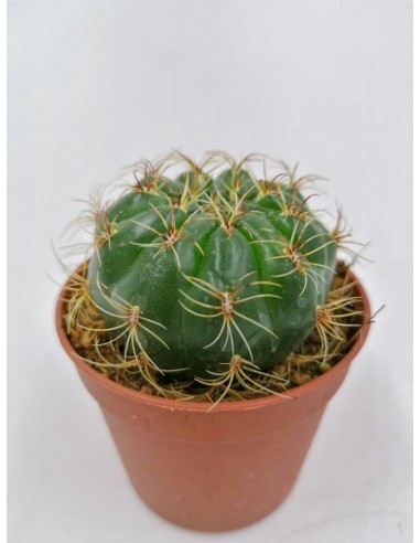 Matucana Aureiflora - pot 6,5