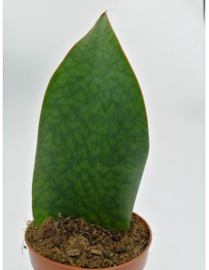 Sansevieria Masoniana - pot 12
