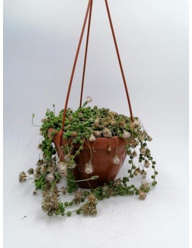 Senecio Rowleyanus - pot 16