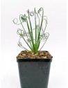 Albuca Spiralis Frizzle Sizzle - pot 9x9