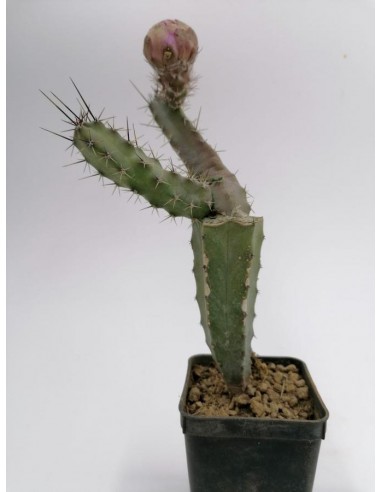Echinocereus Papillosus - pot 7x7
