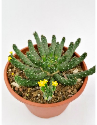 Euphorbia Inermis caput-medusae