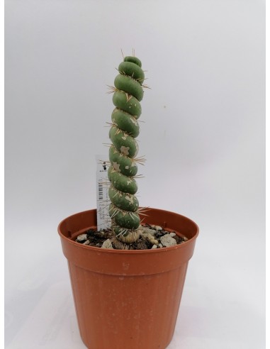 Eulychnia castanea cv. Spiralis - pot 14