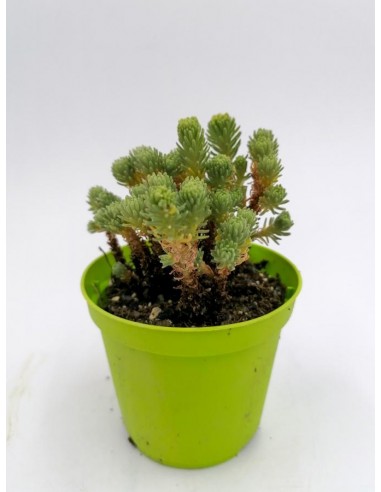 Sedum Multiceps - pot 8