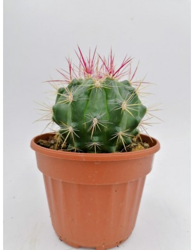 Ferocactus Stainesii var. Pilosus - pot 14