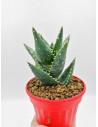 Aloe Mitriformis - pot 14