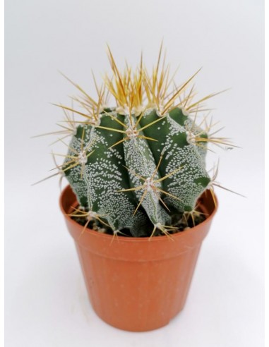 Astrophytum Myriostigma Ornatum - pot 14