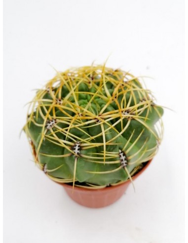Gymnocalycium Monvillei - pot 10