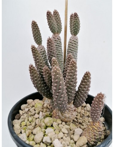 Opuntia Diademata Tephrocactus articulatus - pot 18