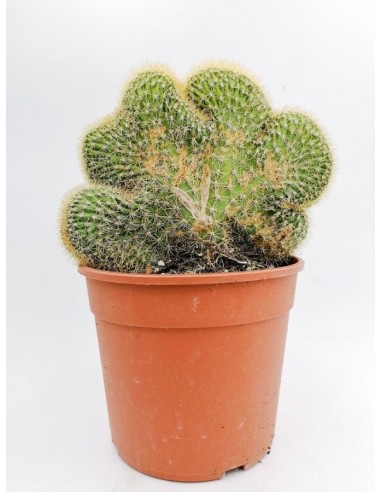 Cleistocactus crestata - pot 17