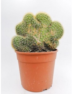Cleistocactus crestata - pot 17