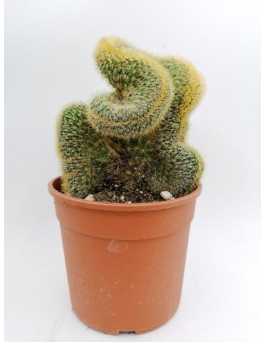 Cleistocactus crestata - pot 17