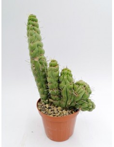 Eulychnia Castanea cv. varispiralis f. spirale politomica - pot 10