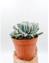 Echeveria Runyonii