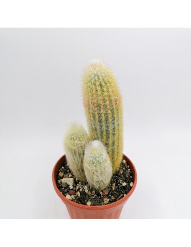 Espostoa Lanata Accestita - pot 10
