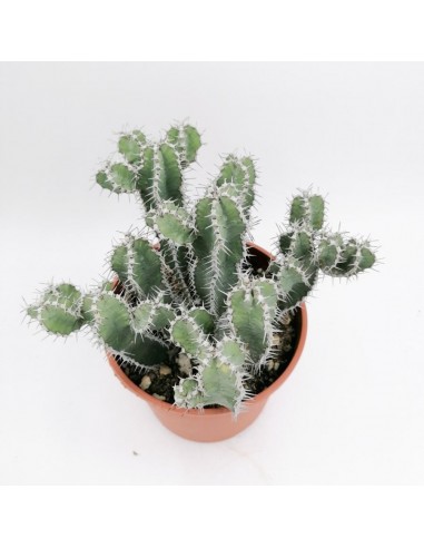 Euphorbia Polyacanta pot 17