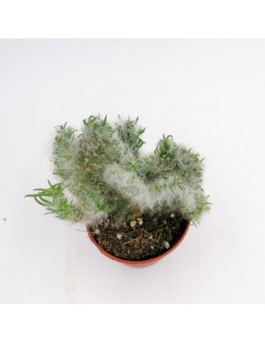 Opuntia Vestita f. Crestata - Pot 6,50