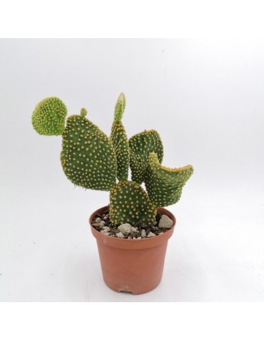 Opuntia Microdadis Omdulata - pot 10