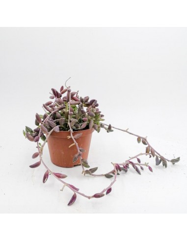 Senecio herreianus - pot 10