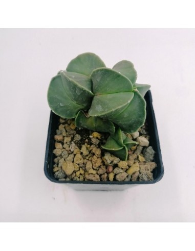 Astrophytum Myriostigma Nudum Moustroso