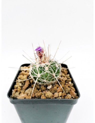 Echinofossulocactus Erectocentrus - pot 9x9