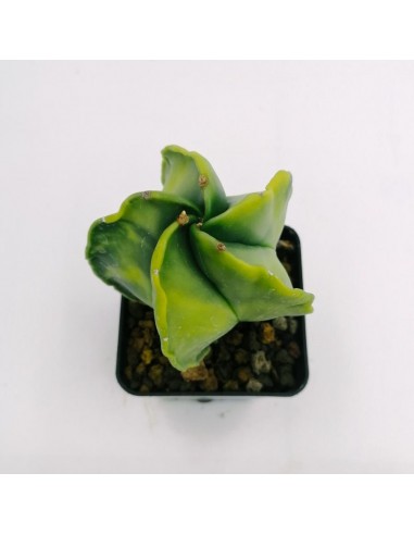 Astrophytum Myriostigma Nudum Variegato - pot 7 x 7