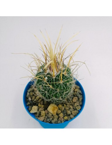 Echinofossulo Cactus - pot 10