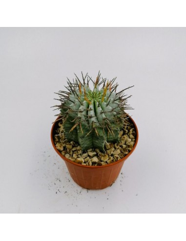 Euphorbia Horrida - pot 10