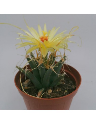 Leuchtenbergia principis pot 12