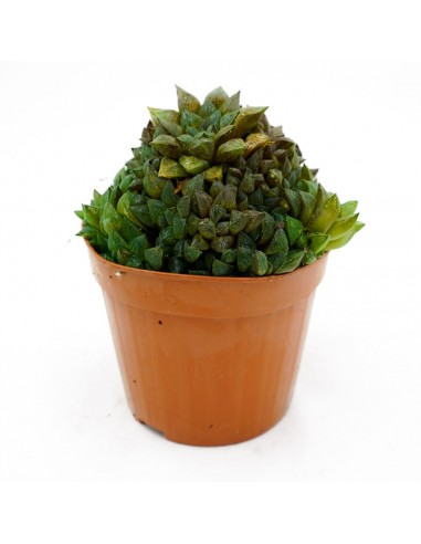Haworthia Emelyae vaso 14