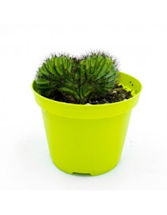 Polaskia Chicipe Crestata vaso 10
