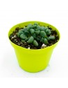 Aloinopsis Schooneesii - pot 10