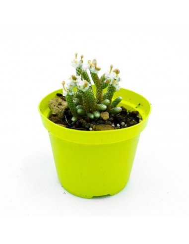 Avonia Papiracea vaso 10