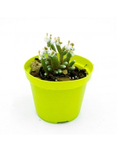 Avonia Papiracea vaso 10