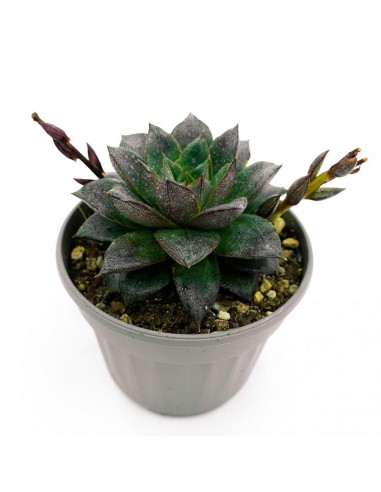 Echeveria Purpusorum vaso 14